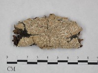 登錄號:F0023814藏品圖，第1張