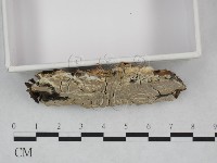 登錄號:F0023814藏品圖，第3張