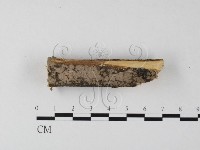 筍殼菌屬藏品圖，第1張