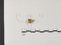 登錄號:F0023817藏品圖，第1張