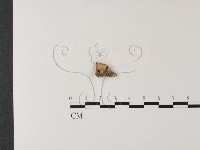 登錄號:F0023817藏品圖，第3張