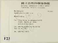 絲齒菌屬藏品圖，第2張