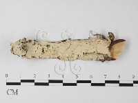 登錄號:F0023820藏品圖，第1張