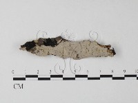 筍殼菌屬藏品圖，第1張