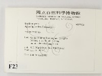 絲齒菌屬藏品圖，第2張