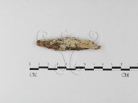 絲齒菌屬藏品圖，第1張