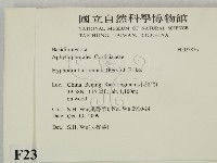 冇骨消絲齒菌藏品圖，第2張