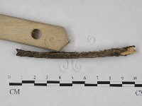 冇骨消絲齒菌藏品圖，第3張