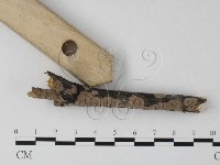 筍殼菌屬藏品圖，第3張