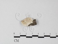 登錄號:F0023837藏品圖，第1張