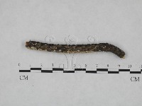 耙菌屬藏品圖，第1張