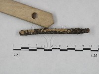 耙菌屬藏品圖，第3張