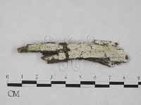 冇骨消絲齒菌藏品圖，第1張