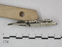 冇骨消絲齒菌藏品圖，第3張