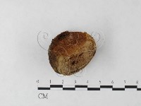 纖孔菌屬藏品圖，第1張
