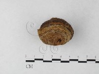 纖孔菌屬藏品圖，第4張