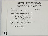 冇骨消絲齒菌藏品圖，第2張