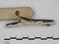 冇骨消絲齒菌藏品圖，第3張