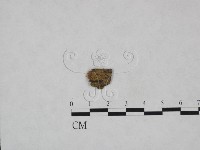 登錄號:F0023857藏品圖，第1張