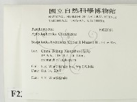 針齒銳岩菌藏品圖，第2張