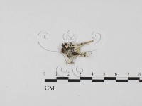 登錄號:F0023860藏品圖，第1張