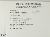 顯絲菌屬藏品圖，第2張