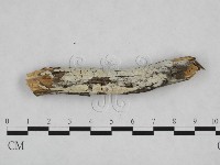 登錄號:F0023868藏品圖，第1張