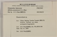 雲南無扣菌藏品圖，第4張