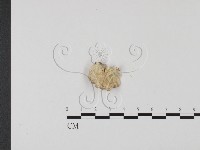 附毛菌屬藏品圖，第1張