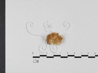 附毛菌屬藏品圖，第3張