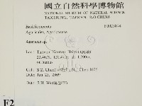 傘菌屬藏品圖，第2張