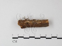 登錄號:F0023875藏品圖，第1張