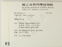 小皮傘屬藏品圖，第2張