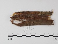 小皮傘屬藏品圖，第1張