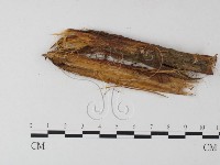 小皮傘屬藏品圖，第3張