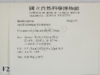 剛毛絲皮菌藏品圖，第2張