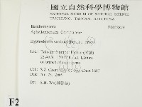 冇骨消絲齒菌藏品圖，第2張