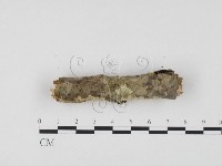 冇骨消絲齒菌藏品圖，第3張