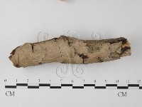 刺皮菌屬藏品圖，第1張