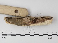 刺皮菌屬藏品圖，第3張