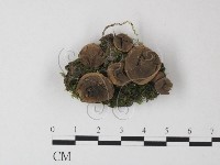 登錄號:F0023885藏品圖，第1張