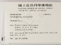 絲齒菌屬藏品圖，第2張