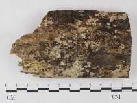 絲齒菌屬藏品圖，第1張