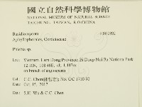 絲齒菌屬藏品圖，第2張