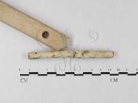 絲齒菌屬藏品圖，第1張