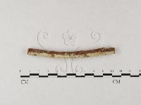 絲齒菌屬藏品圖，第3張