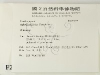 射脈菌屬藏品圖，第2張