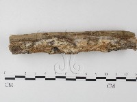 射脈菌屬藏品圖，第1張