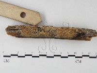 射脈菌屬藏品圖，第3張