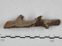 登錄號:F0023897藏品圖，第1張